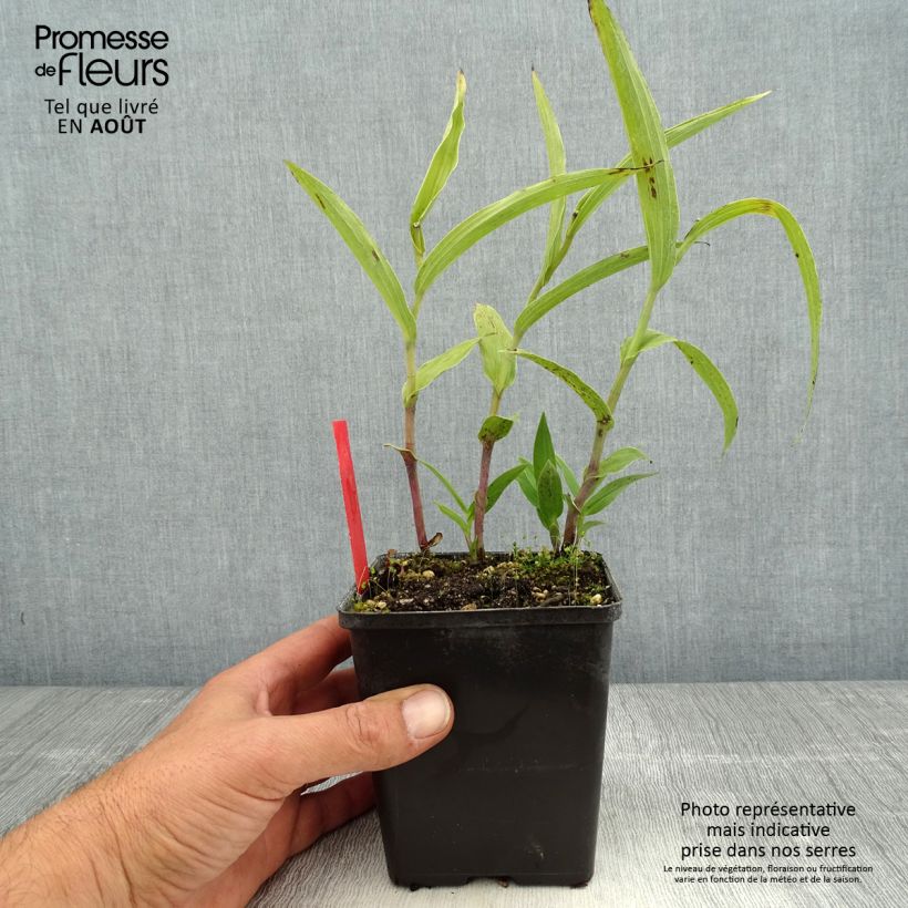 Epipactis gigantea 1L/1.5L pot sample as delivered in summer