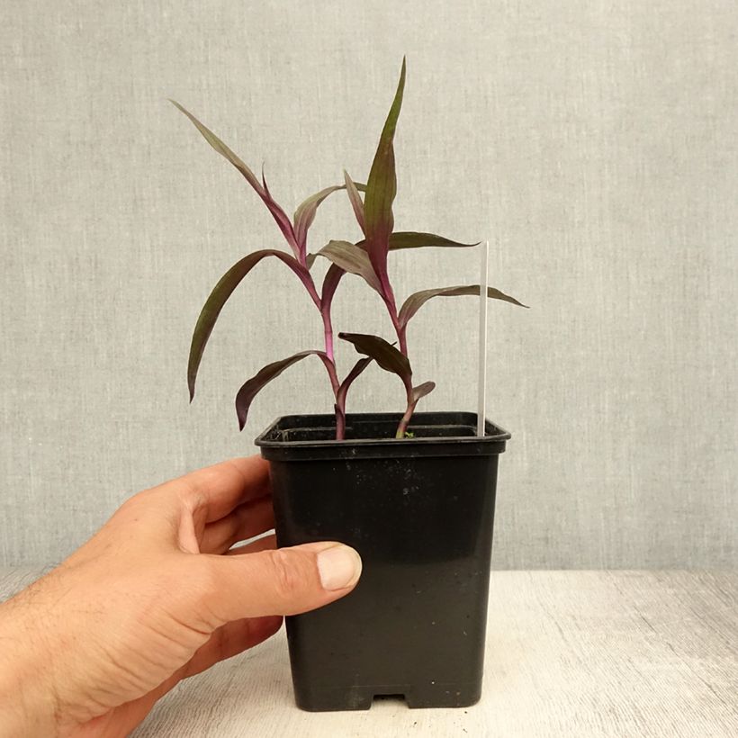 Epipactis gigantea Night Serpentine 1L/1.5L pot sample as delivered in summer