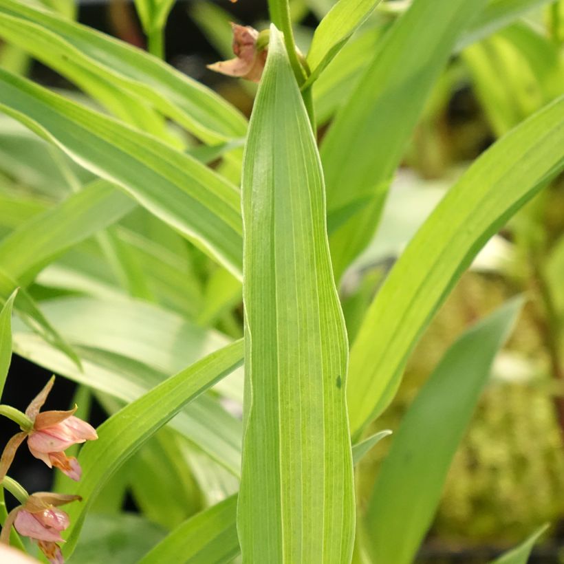 Epipactis Sabine (Foliage)