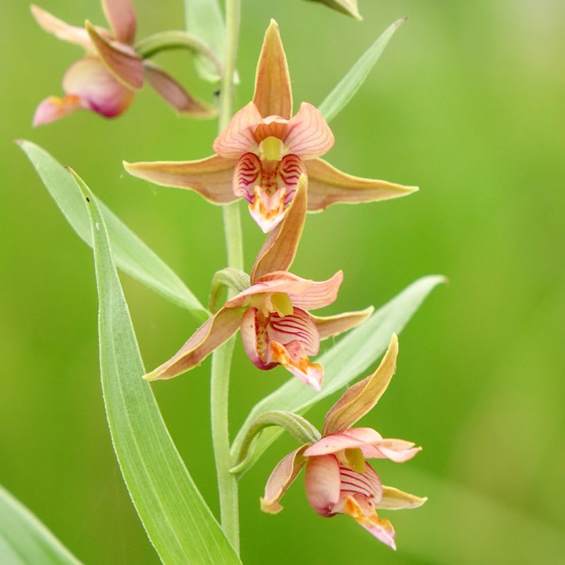 Epipactis Sabine (Flowering)