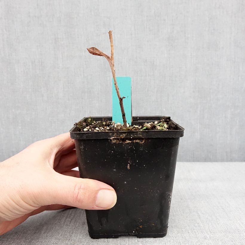 Epipactis veratrifolia  1L/1.5L pot sample as delivered in winter