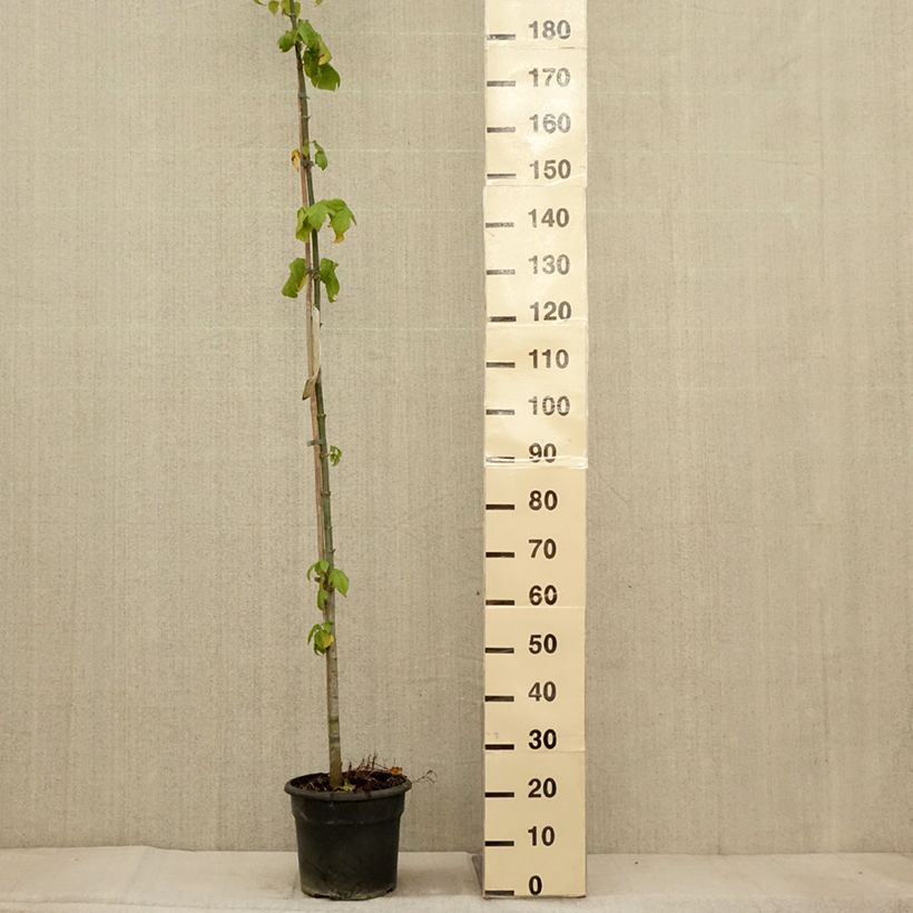 Acer negundo - Maple 7.5L/10L pot sample as delivered in autumn
