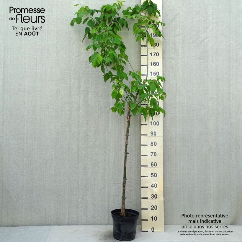 Acer negundo Kellys Gold - Maple 4L/5L pot sample as delivered in summer