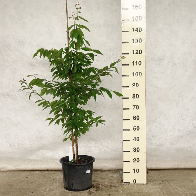 Acer carpinifolium - Maple 7.5L/10L pot sample as delivered in summer