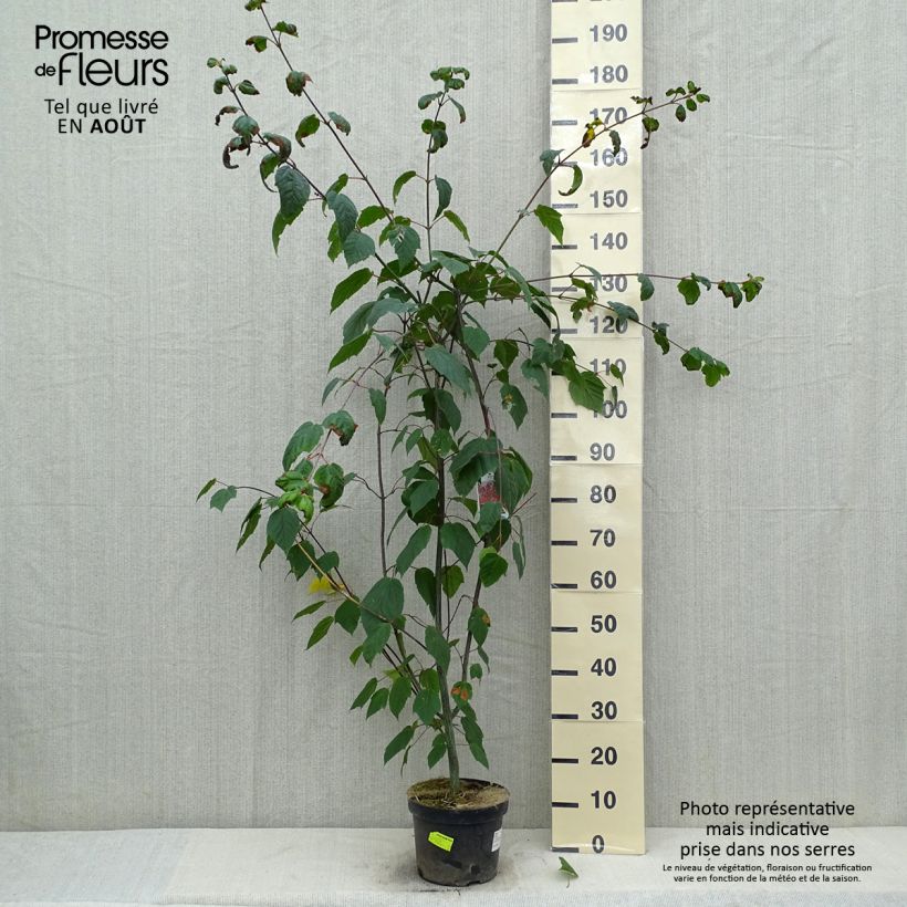 Acer capillipes - Maple 7.5L/10L pot sample as delivered in summer
