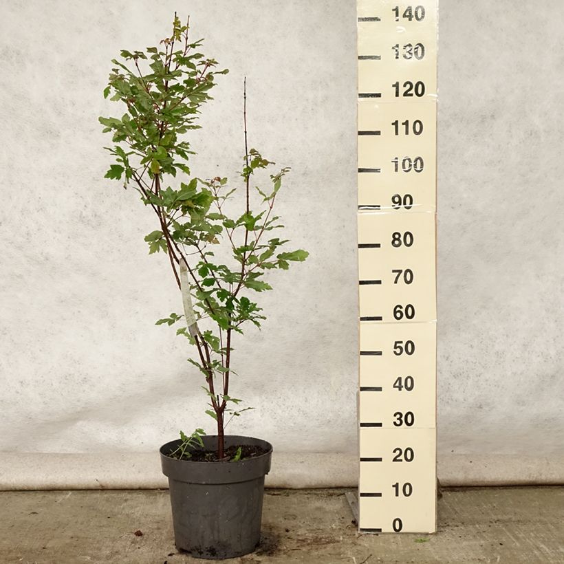 Acer griseum - Paperbark Maple - Maple 7.5L/10L pot sample as delivered in summer