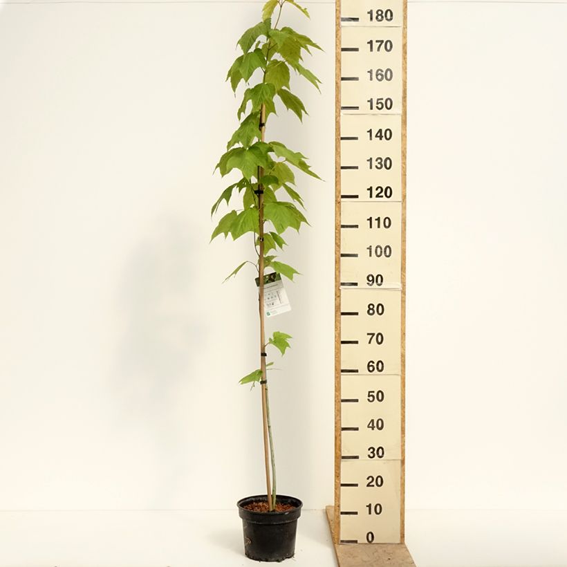 Acer pensylvanicum  4L/5L pot sample as delivered in spring