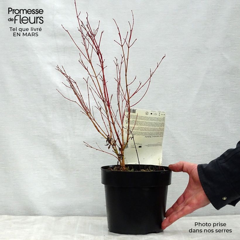 Acer palmatum Butterfly - Japanese Maple sample as delivered in spring