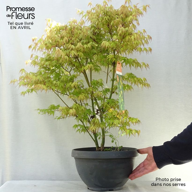 Acer palmatum Katsura - Japanese Maple sample as delivered in spring