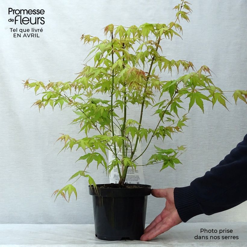 Acer palmatum Katsura - Japanese Maple sample as delivered in spring