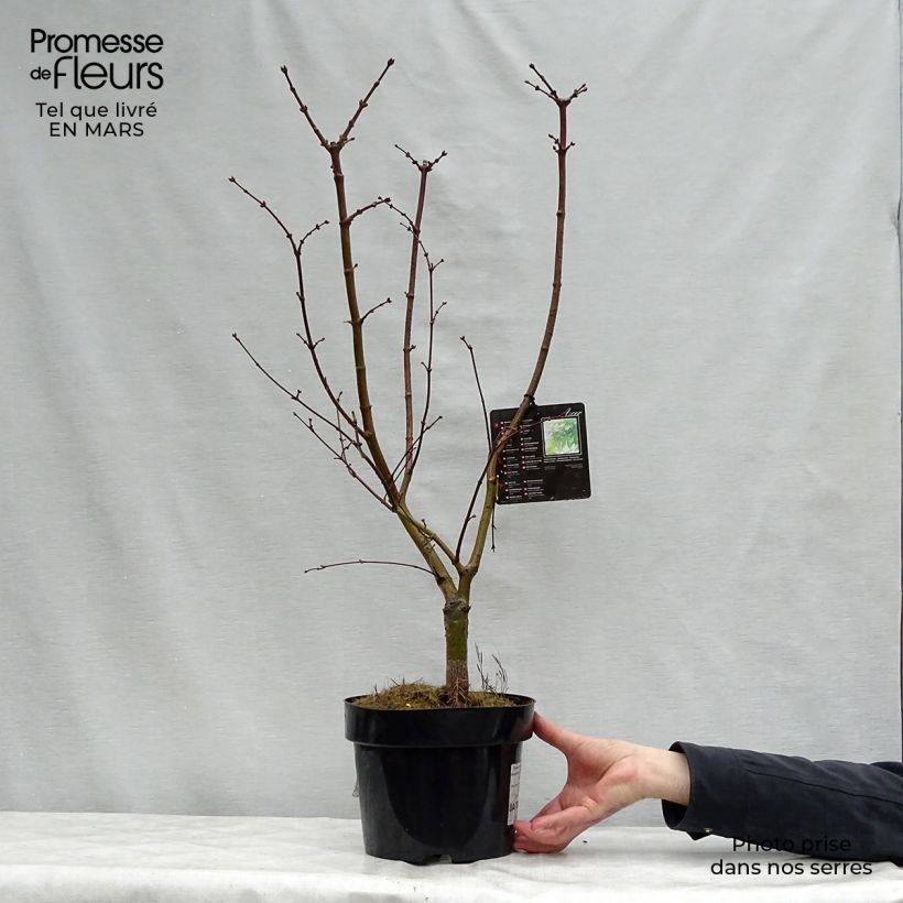 Acer palmatum Osakazuki - Japanese Maple sample as delivered in spring