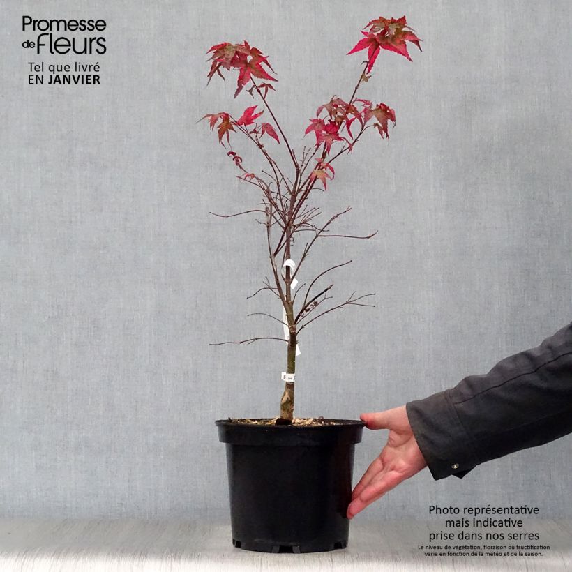 Acer palmatum Shindeshojo - Japanese Maple 7.5L/10L pot sample as delivered in winter