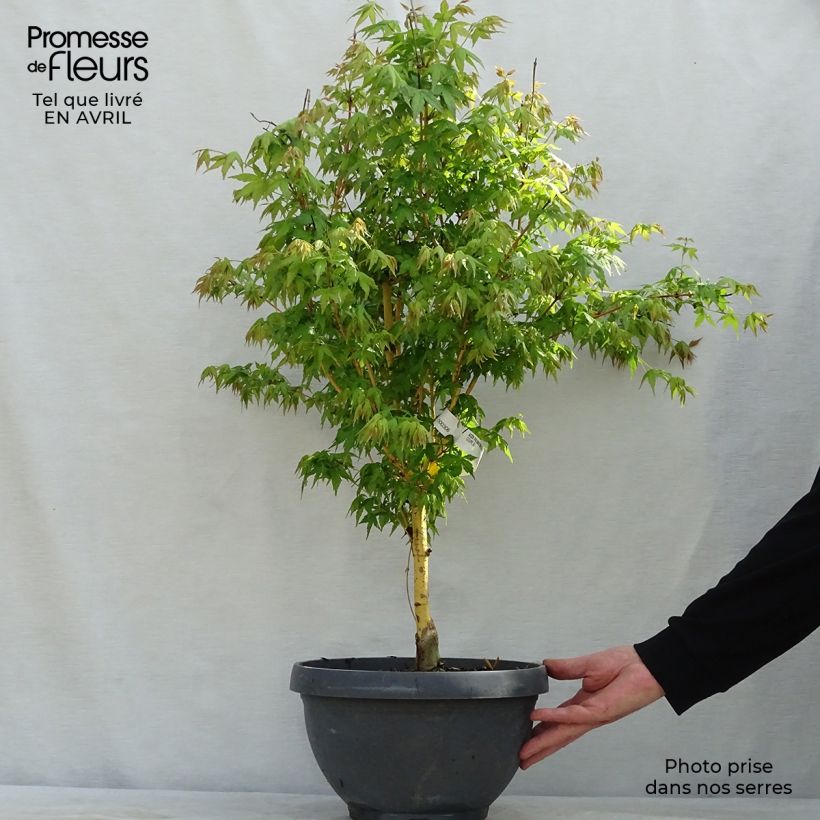 Acer palmatum Bi Hoo - Japanese Maple sample as delivered in spring