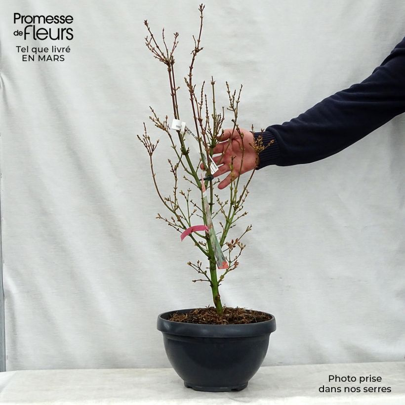 Acer palmatum Jerre Schwartz - Japanese Maple sample as delivered in spring
