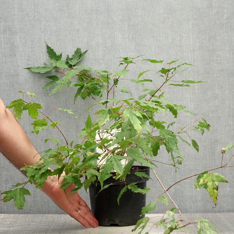 Acer tataricum subsp. ginnala Bailey Compact - Maple 3L/4L pot sample as delivered in summer