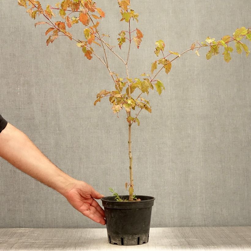 Acer tataricum subsp. ginnala - Maple 2L/3L pot sample as delivered in summer
