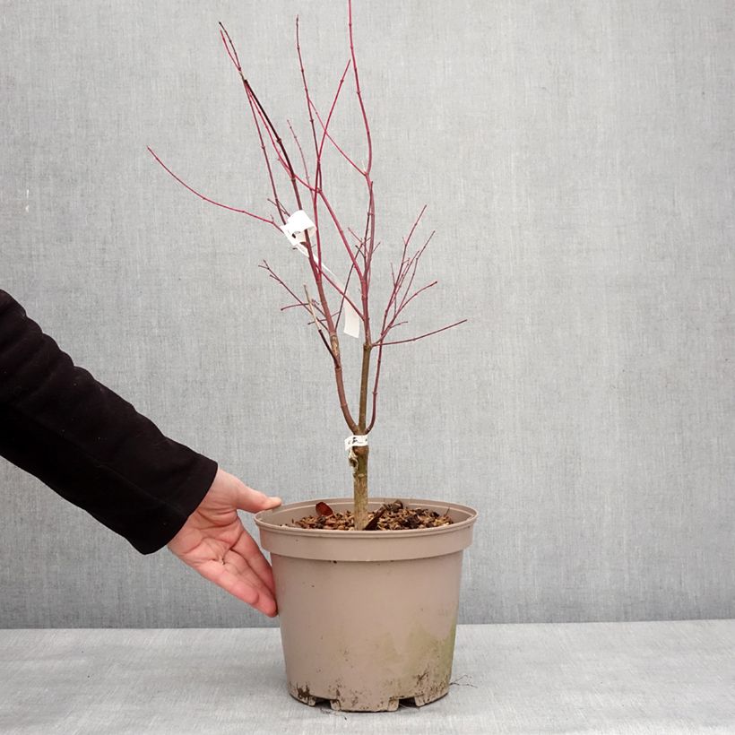 Acer palmatum Asahi Zuru - Japanese Maple 4L/5L pot sample as delivered in winter
