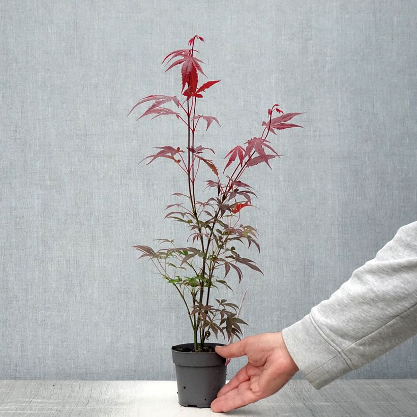 Acer palmatum Atropurpureum - Japanese Maple 10cm/11cm pot sample as delivered in summer