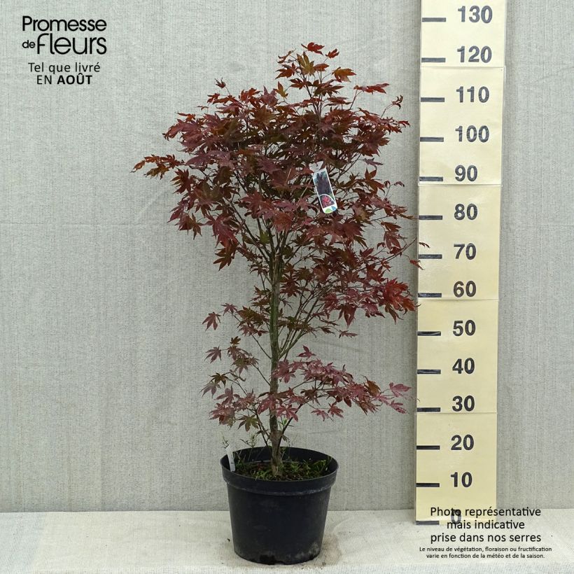 Acer palmatum Atropurpureum - Japanese Maple 4L/5L pot sample as delivered in summer
