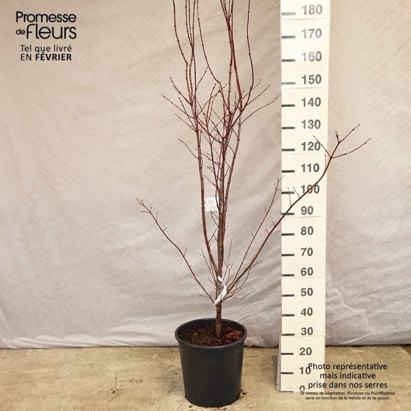Acer palmatum Atropurpureum - Japanese Maple sample as delivered in winter