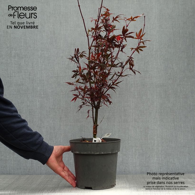 Acer palmatum Brandt’s Dwarf - Japanese Maple 4L/5L pot sample as delivered in autumn