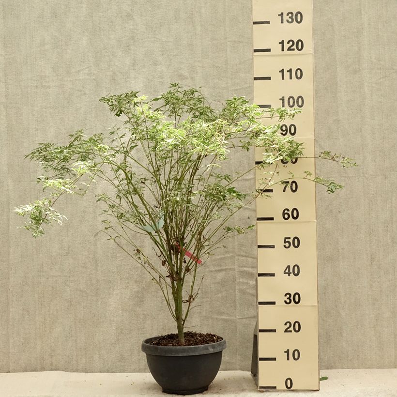 Acer palmatum Butterfly - Japanese Maple 7.5L/10L pot sample as delivered in summer