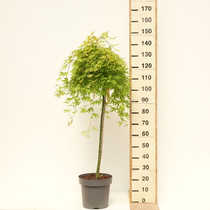 Acer palmatum Cascade Citrine - Japanese Maple 7.5L/10L pot sample as delivered in spring