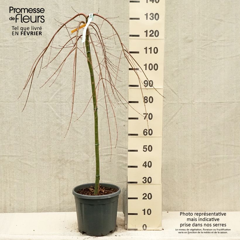 Acer palmatum Cascade Gold - Japanese Maple 7.5L/10L pot sample as delivered in winter