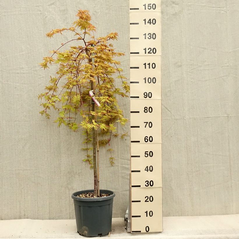 Acer palmatum Cascade Gold - Japanese Maple sample as delivered in spring