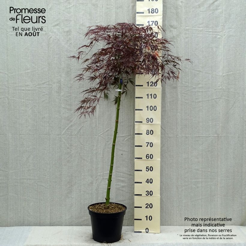 Acer palmatum Tamukeyama - Japanese Maple 7.5L/10L pot sample as delivered in summer