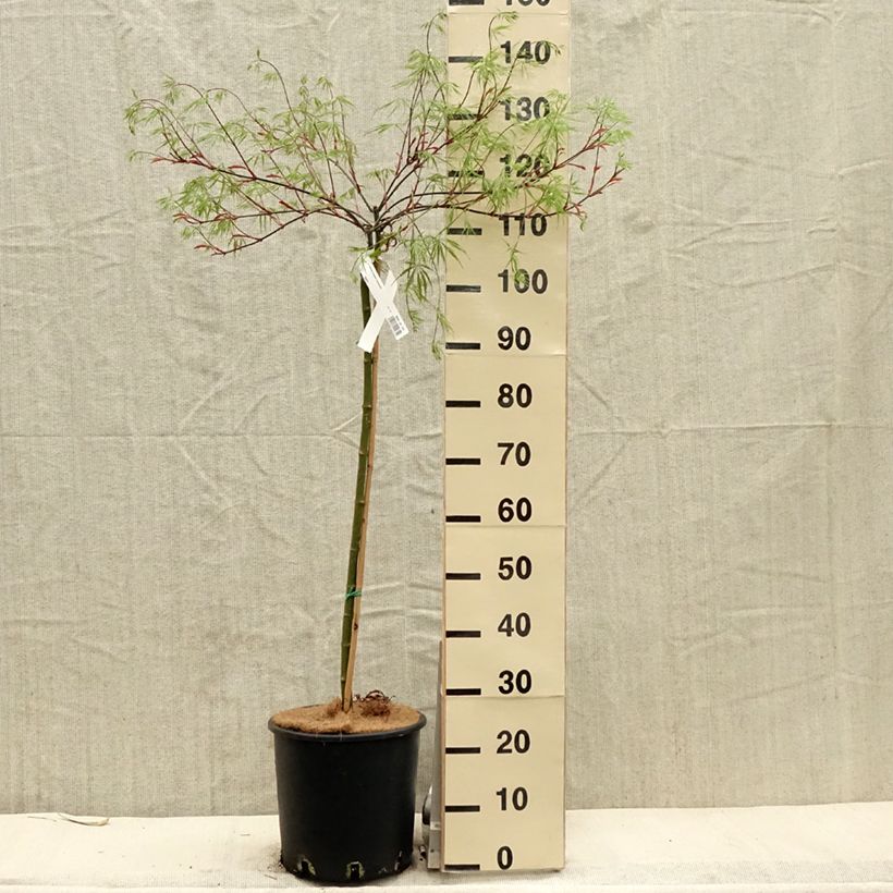 Acer palmatum Tamukeyama - Japanese Maple 7.5L/10L potShipped height around 90/110cm sample as delivered in spring