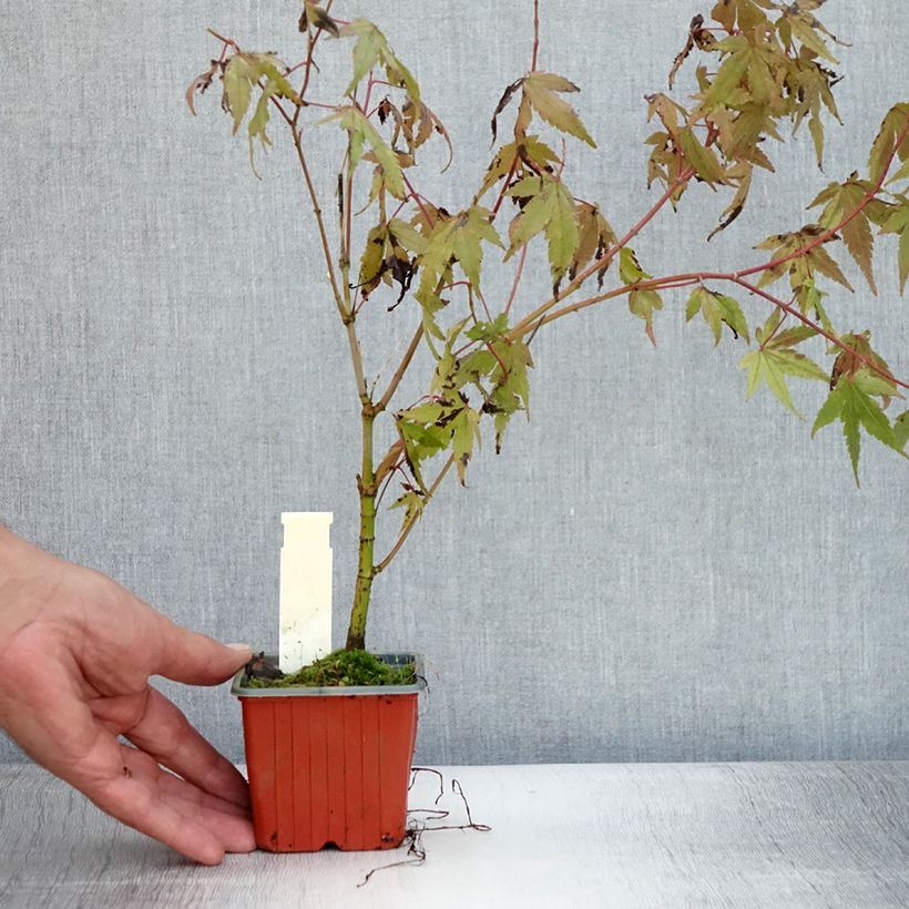 Acer palmatum - Japanese Maple 8/9 cm pot sample as delivered in summer
