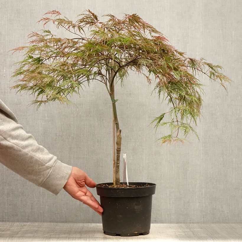 Acer palmatum Dissectum Inaba-Shidare - Japanese Maple 3L/4L pot sample as delivered in summer