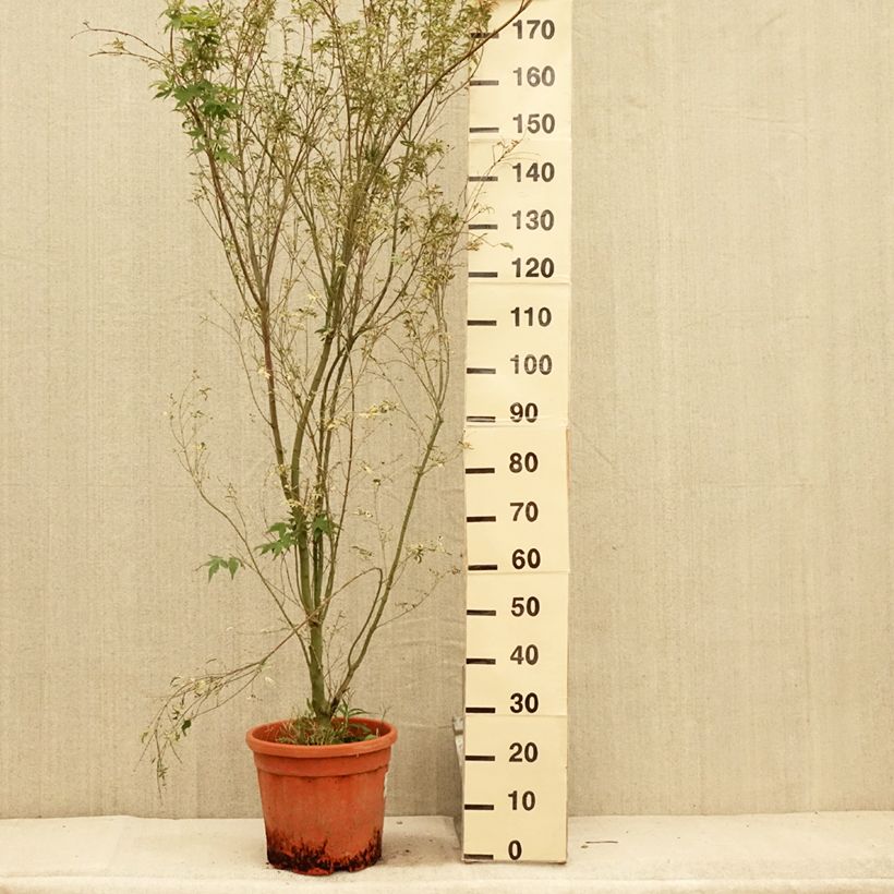 Acer palmatum Kagiri-nishiki - Japanese Maple 7.5L/10L pot sample as delivered in summer