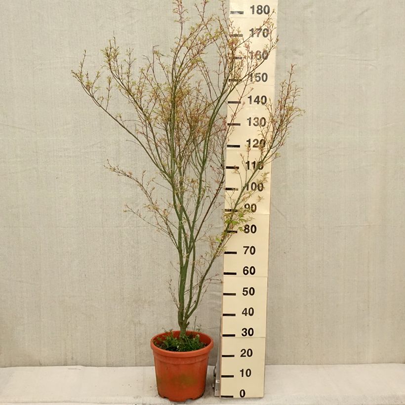 Acer palmatum Kagiri-nishiki - Japanese Maple sample as delivered in spring