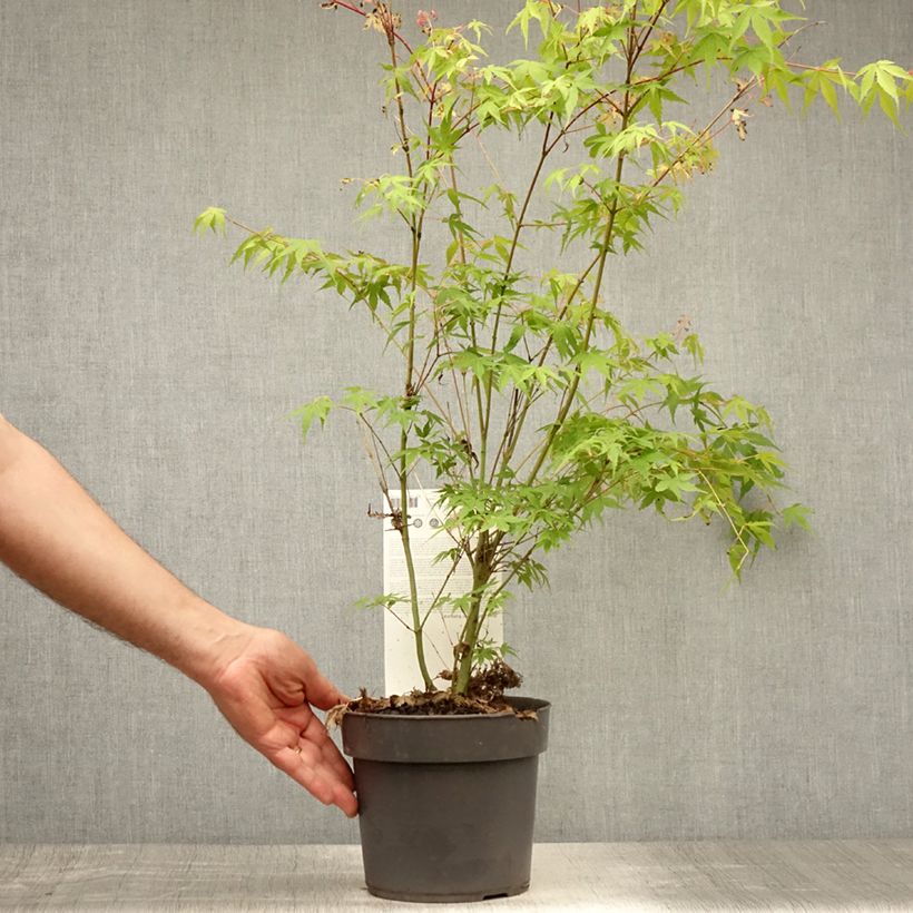 Acer palmatum Katsura - Japanese Maple 2L/3L pot sample as delivered in summer
