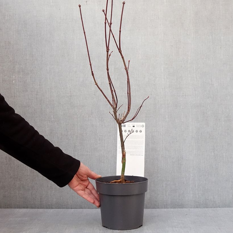 Acer palmatum Little Red - Japanese Maple 3L/4L pot sample as delivered in winter