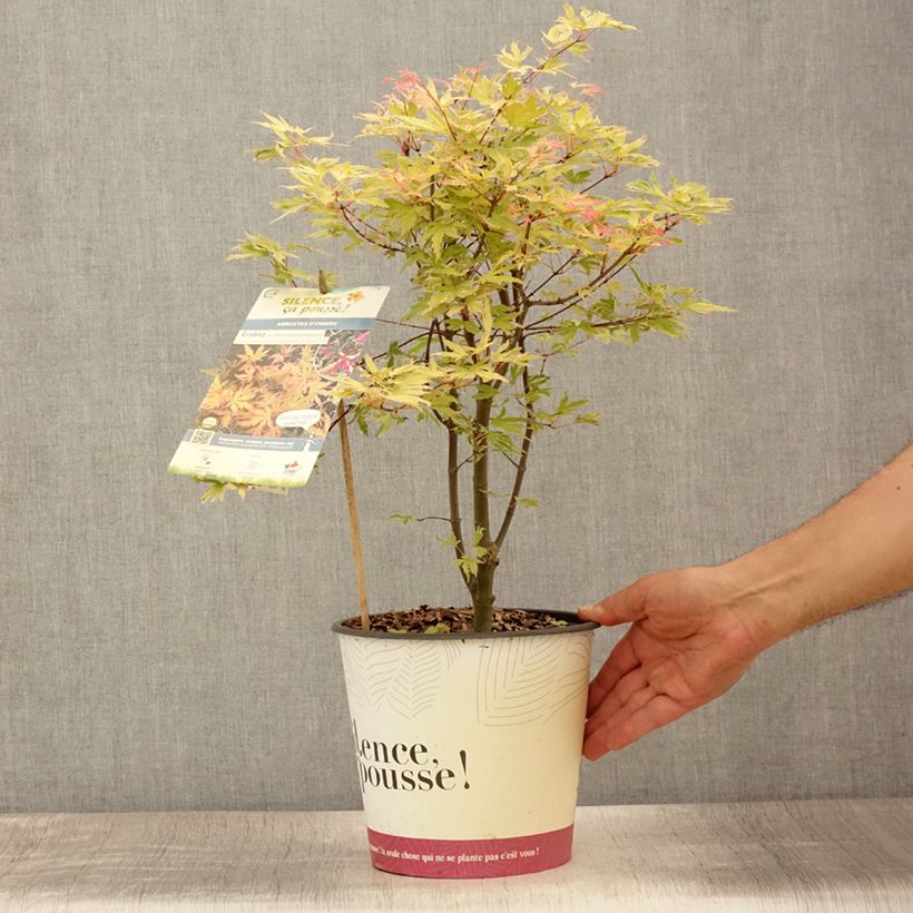 Acer palmatum Metamorphosa Arjos1 cov - Japanese Maple 4L/5L pot sample as delivered in summer