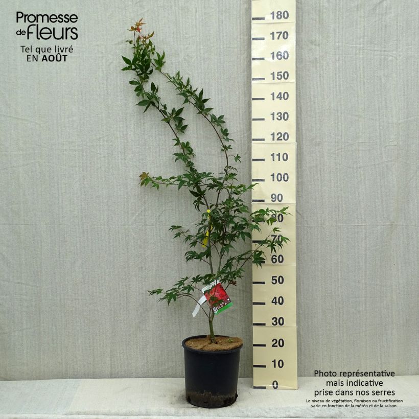 Acer palmatum Osakazuki - Japanese Maple 7.5L/10L pot sample as delivered in summer