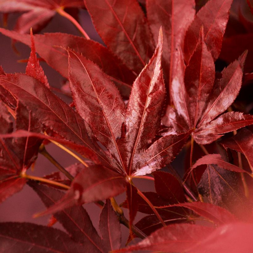 Acer palmatum Osakazuki - Japanese Maple (Foliage)