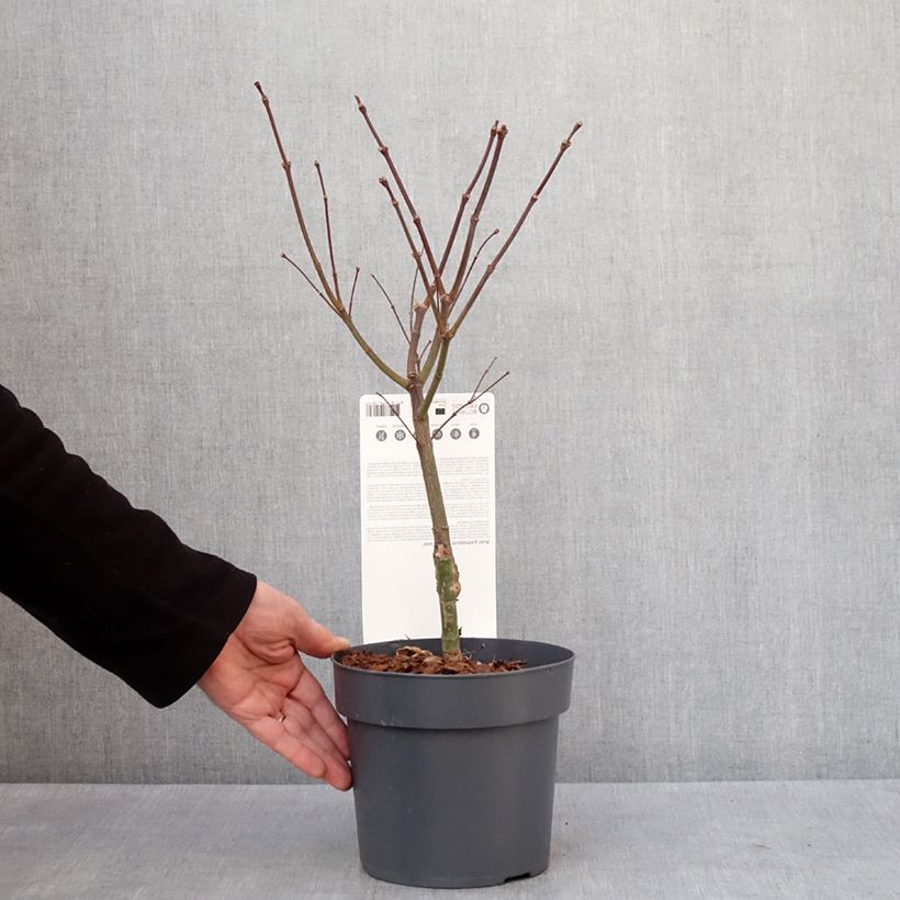 Acer palmatum Pévé Dave - Japanese Maple 3L/4L pot sample as delivered in winter