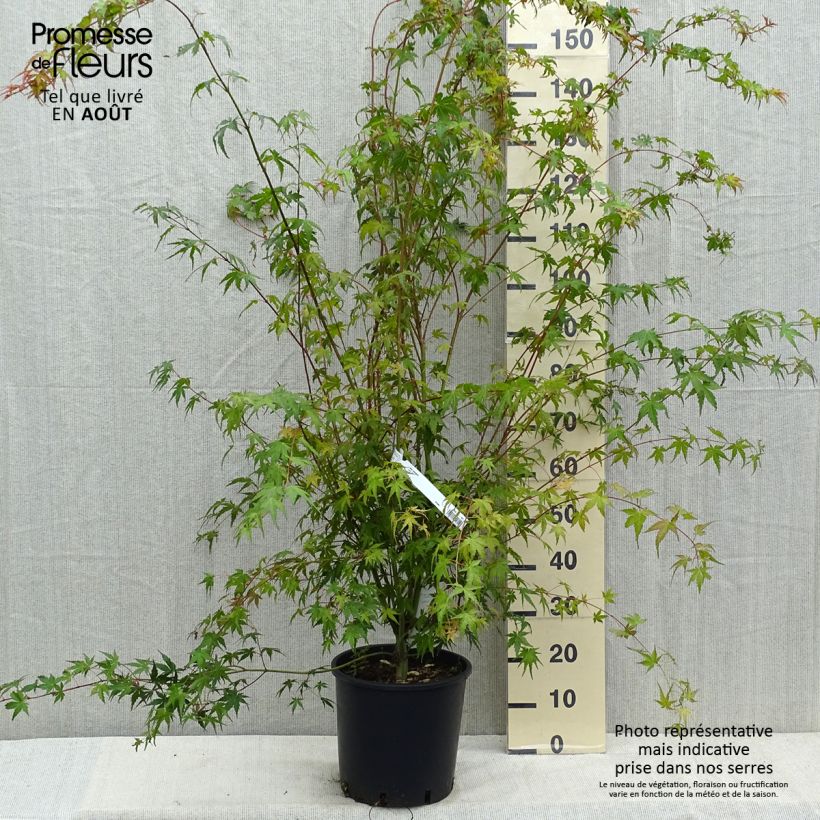Acer palmatum - Japanese Maple 7.5L/10L pot sample as delivered in summer