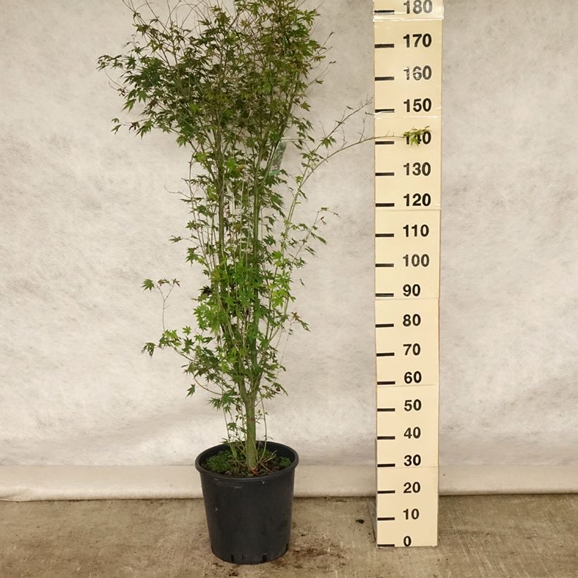 Acer palmatum - Japanese Maple 20L/25L pot sample as delivered in summer