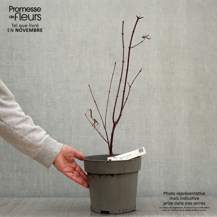 Acer palmatum Pung Kil - Japanese Maple 4L/5L pot sample as delivered in autumn
