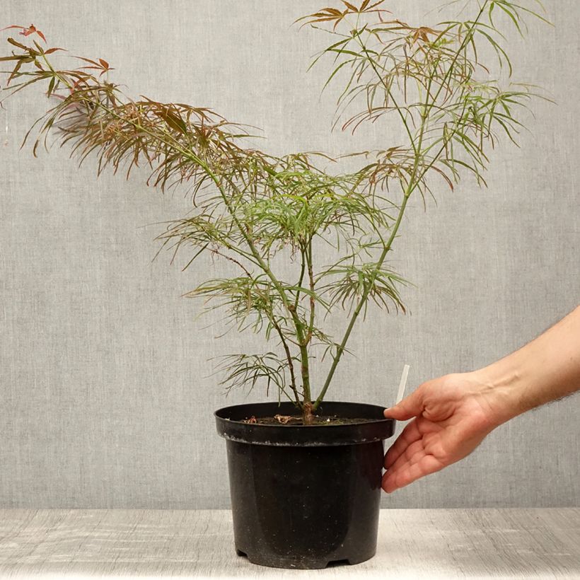 Acer palmatum Red Pygmy - Japanese Maple 4L/5L pot sample as delivered in summer