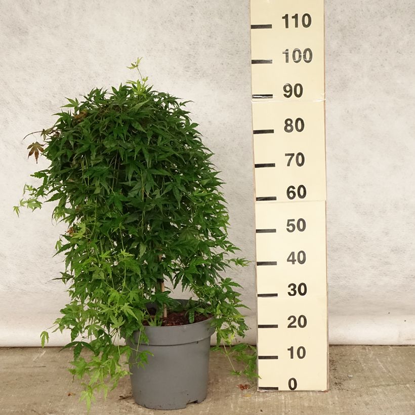 Acer palmatum Ryusen - Japanese Maple 7.5L/10L pot sample as delivered in summer