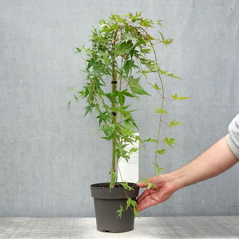 Acer palmatum Ryusen - Japanese Maple 3L/4L pot sample as delivered in summer