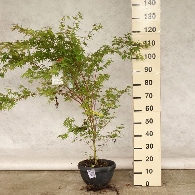 Acer palmatum Sangokaku - Japanese Maple 6L/7L pot sample as delivered in summer