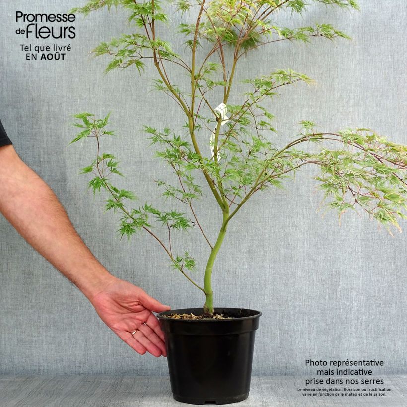 Acer palmatum Seiryu - Japanese Maple 3L/4L pot sample as delivered in summer