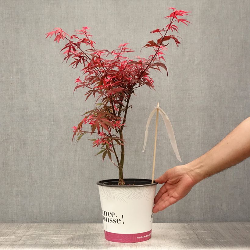 Acer palmatum Shaina - Japanese Maple 3L/4L pot sample as delivered in summer